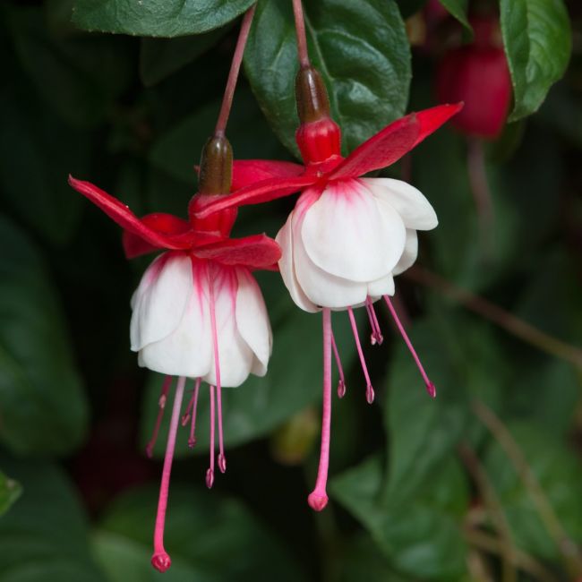 Fuchsia Sir Matt Busby (Trailing) | 5 Large Plug Plants