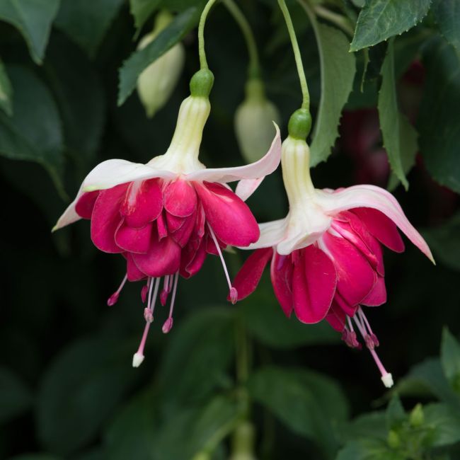 Giant Fuchsia Seventh Heaven  (Trailing) | 5 Large Plug Plants