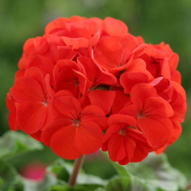 Geranium Horizon Scarlet | Tray of 104 Large Plug Plants