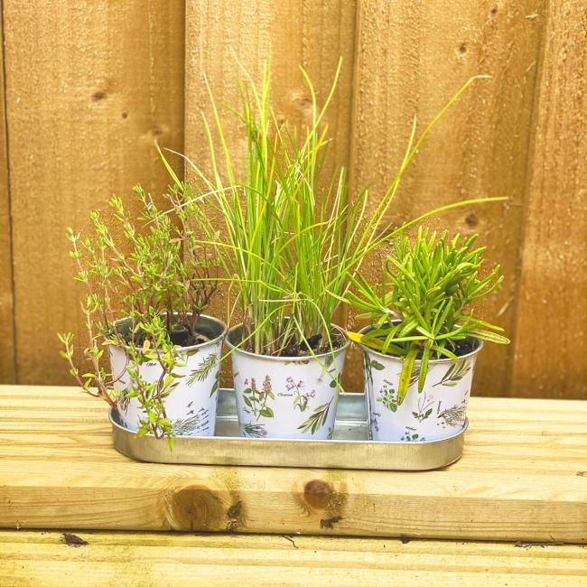 Set of 3 Mini Round Herb Pots with Tray| Tin