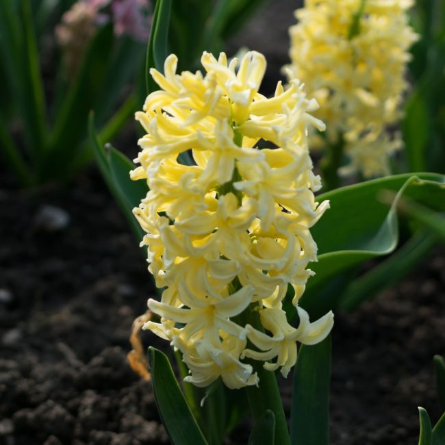Hyacinthus Bedding 'City of Haarlem' | 3 Bulbs Per Pack