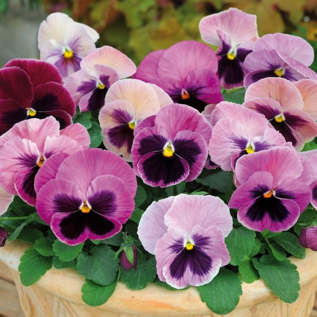 Pansy Matrix Pink Shades | Tray of 350 Plug Plants