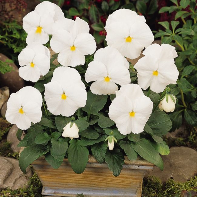 Pansy Matrix White | Tray of 350 Plug Plants