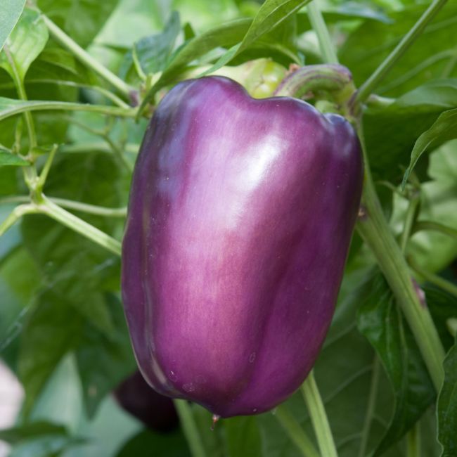 Pepper Tequila | Pack of 3 Garden Ready 6cm Peat Pots