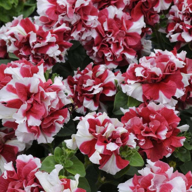 Petunia Duo Red and White (Double Petunias) | Tray of 40 Plug Plants