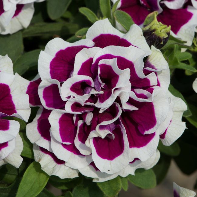 Petunia Tumbelina Bella | 5 Large Plug Plants