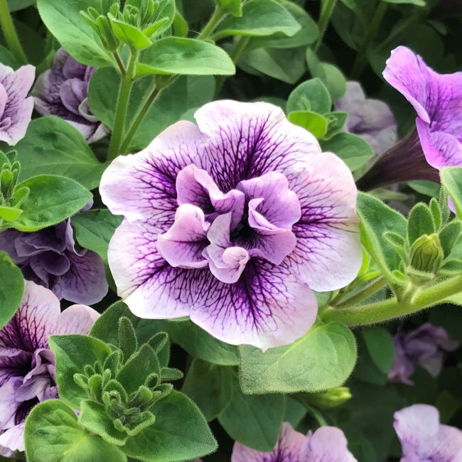 Petunia Tumbelina Priscilla | 5 Large Plug Plants