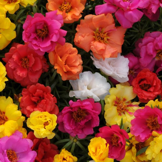 Portulaca Sunseeker | Tray of 40 Plug Plants