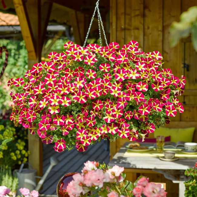 Petunia Amore Queen of Hearts | 5 Large Plug Plants
