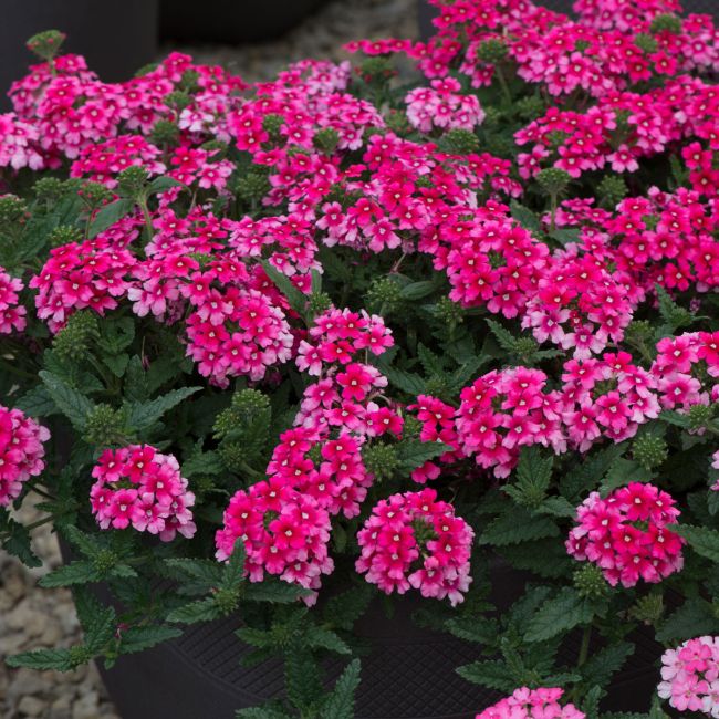 Verbena Showboat Magenta (Spreading) | 5 Large Plug Plants