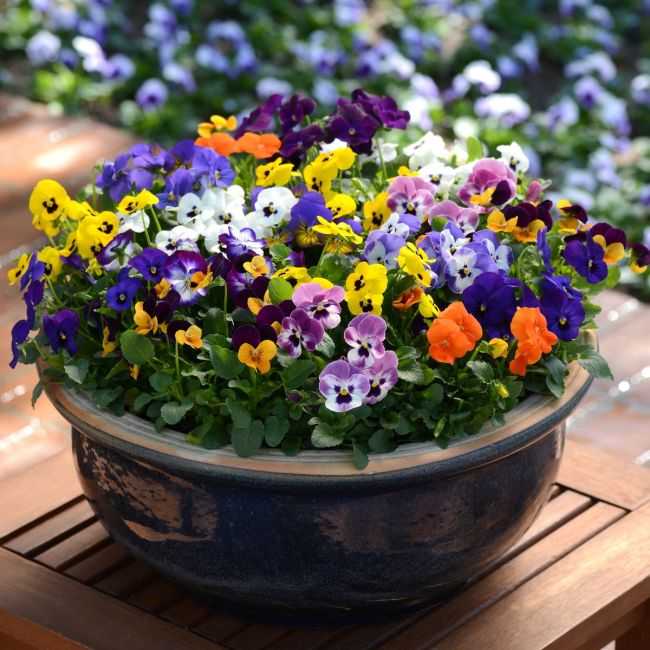 Viola Sorbet Mixed (Autumn and Winter Flowering) | Tray of 20 Plug Plants