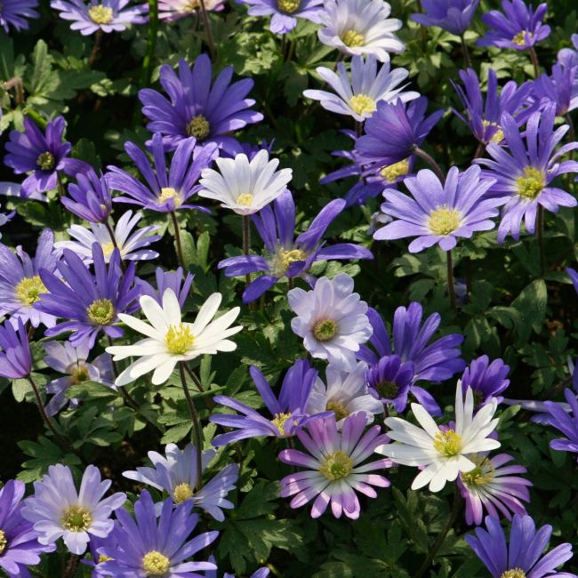 Anemone Blanda 'Mixed' | 10 Bulbs Per Pack