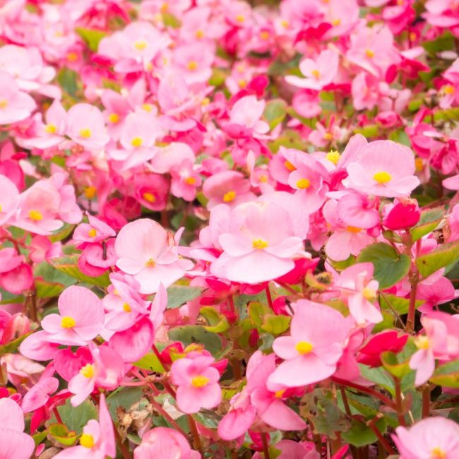 Begonia Heaven Rose | Tray of 350 Plug Plants