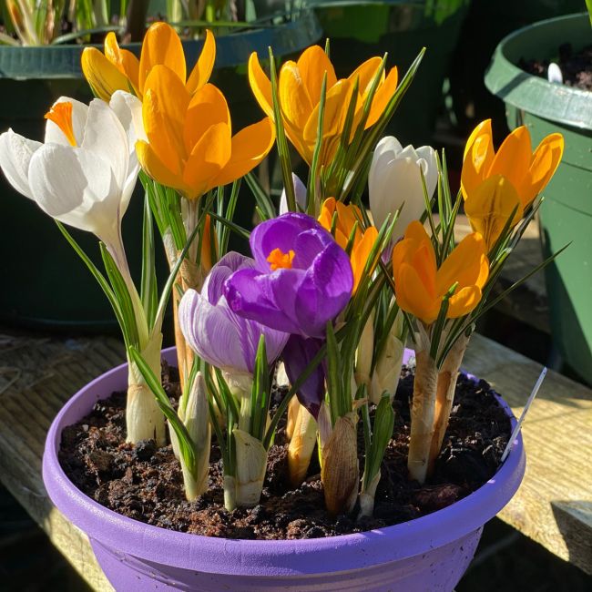 How to Grow and Care for Crocus: Complete Guide