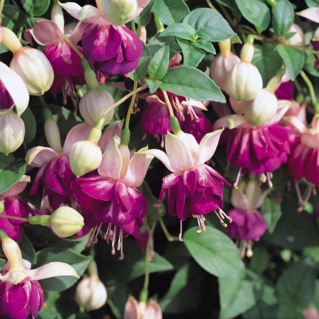 Fuchsia Eva Boerg (Trailing)  | 5 Large Plug Plants