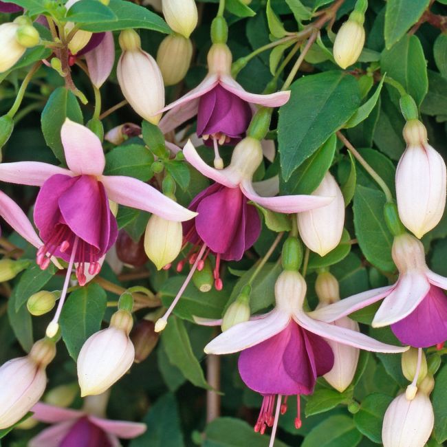 Fuchsia La Campanella (Trailing) | 5 Large Plug Plants