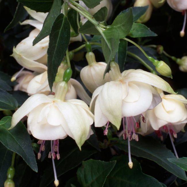 Fuchsia Trudi Davro  (Trailing) | 5 Large Plug Plants