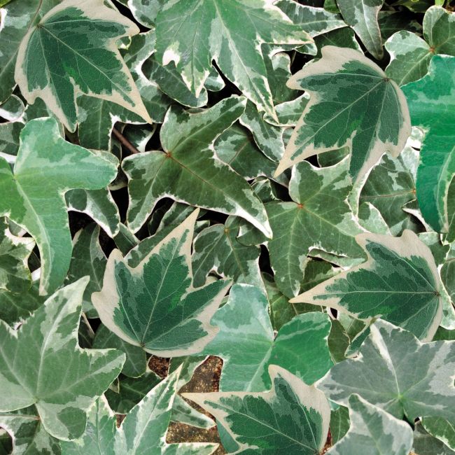 Hedera helix Silver Trailing Ivy | Tray of 42 Large Plug Plants
