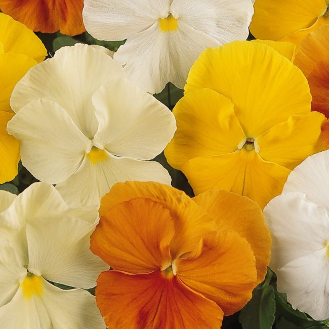 Pansy Matrix Citrus Mixed | Tray of 350 Plug Plants