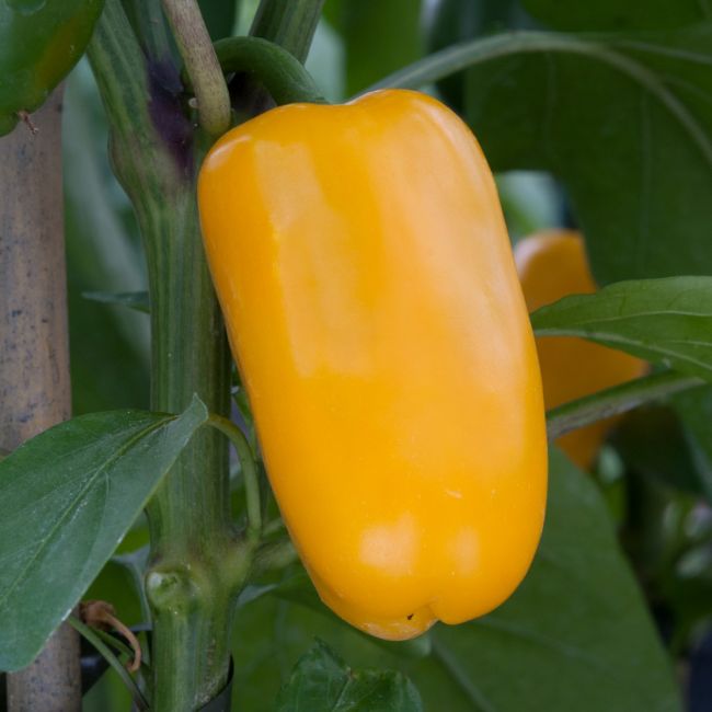 Pepper Snack Pepper Yellow | Pack of 3 Garden Ready 6cm Peat Pots
