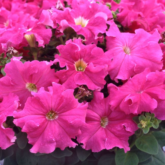 Petunia Eagle Pink | Tray of 40 Plug Plants