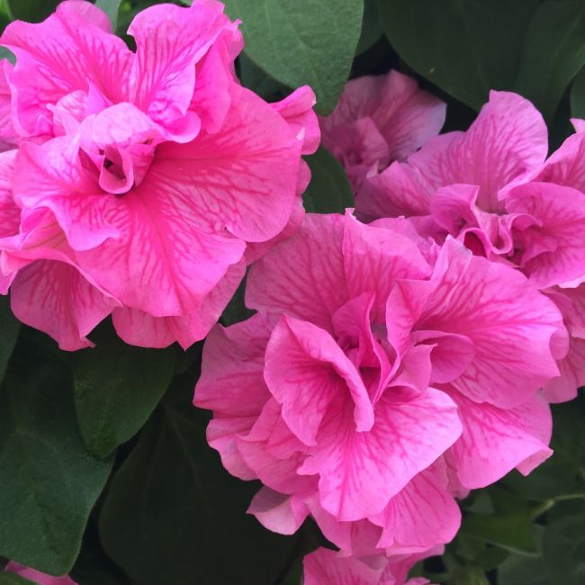 Petunia Tumbelina Candyfloss | 5 Large Plug Plants
