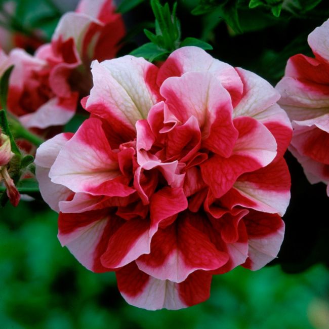Petunia Tumbelina Cherry Ripple | 5 Large Plug Plants