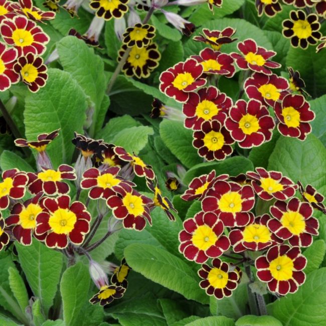 Polyanthus Victoriana Gold Lace | Tray of 230 Plug Plants