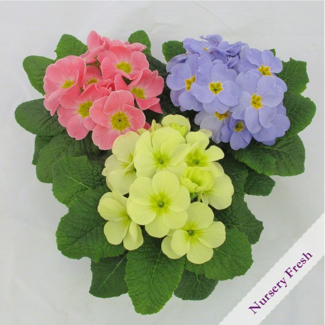 Primrose Candy Mixed  | Pack of 3 Garden Ready 7cm Pots
