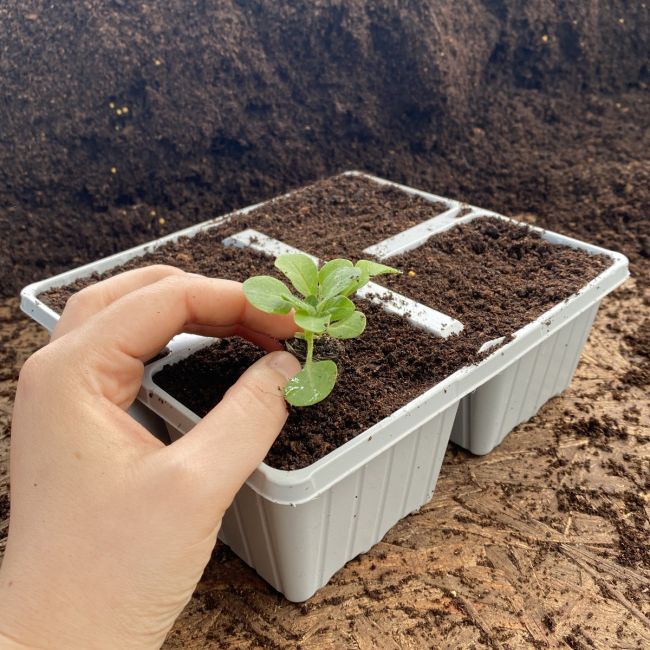 4 Cell Recyclable Grey Plastic Plant Tray | Pack of 10