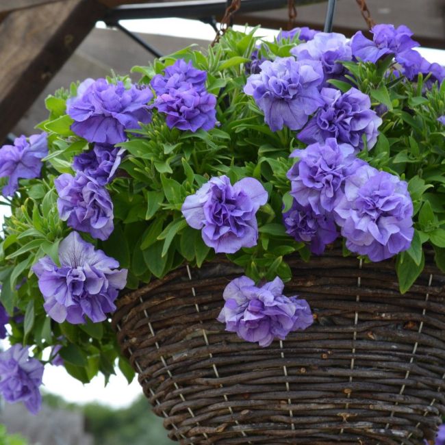 Petunia Tumbelina Sophia | 3 x 6cm Garden Ready Biodegradable Potted Plants