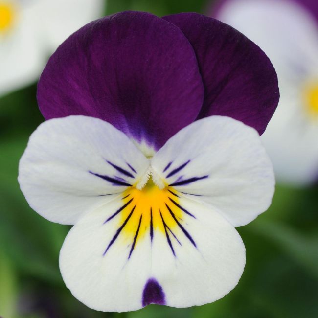 Viola Sorbet White Jump Up | Tray of 10 x 5cm Garden Ready Plants