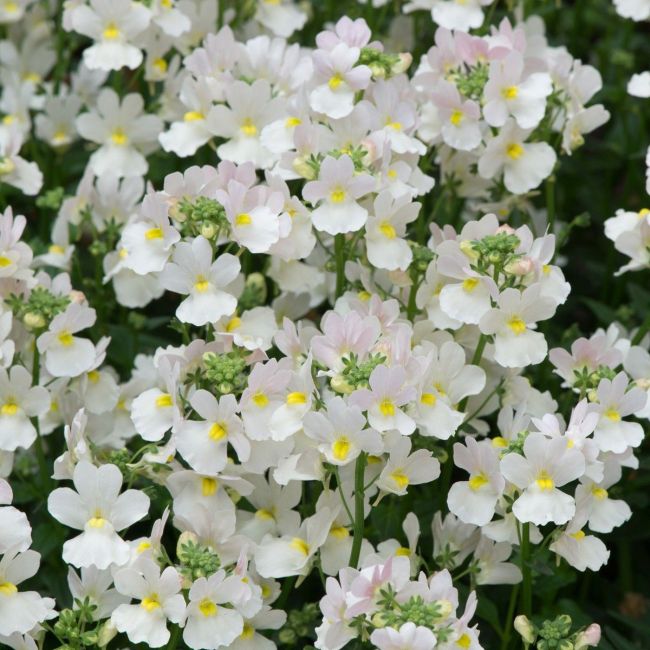 Nemesia Wisley Vanilla| 3 x 6cm Garden Ready Biodegradable Potted Plants