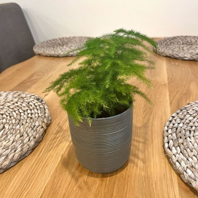 Asparagus Fern | Houseplant 9cm Pot