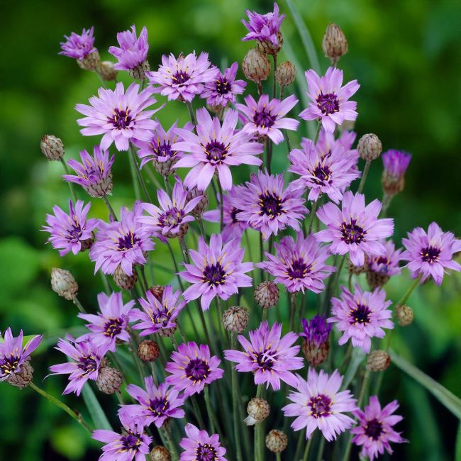 Catananche Caerulea Plant