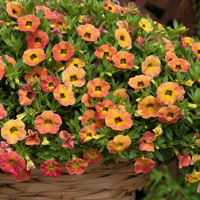 Calibrachoa Cabaret Special Apricot | 3 x 6cm Garden Ready Biodegradable Potted Plants