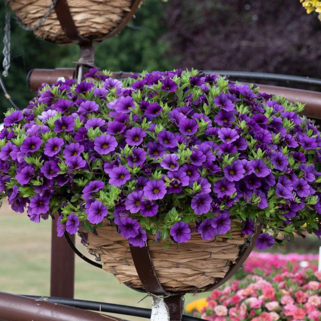 Calibrachoa Cabaret Dark Blue | 3 x 6cm Garden Ready Biodegradable Potted Plants