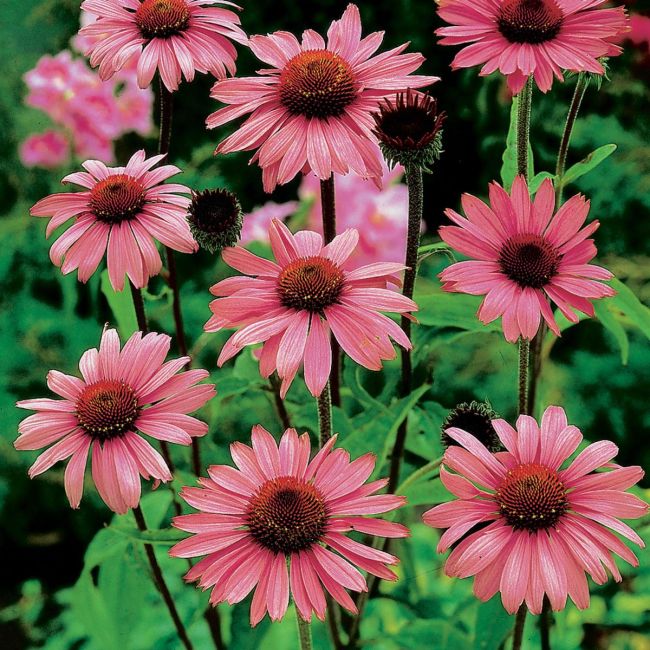 Echinacea Magnus | 3 x 6cm Garden Ready Biodegradable Potted Perennial Plants