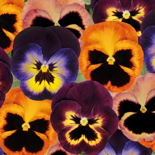 Pansy Matrix Northern Lights Mixed | Tray of 350 Plug Plants