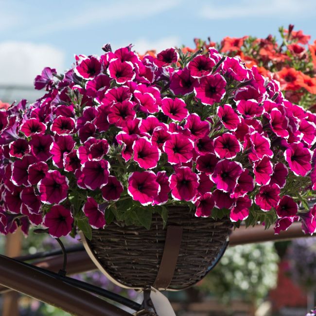 Petunia Cascadias Rim Cherry | 3 x 6cm Garden Ready Biodegradable Potted Plants