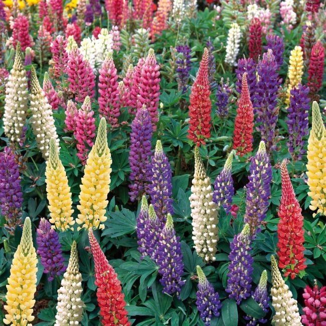 Lupin Legendary Special Mixed | 3 x 6cm Garden Ready Biodegradable Potted Perennial Plants
