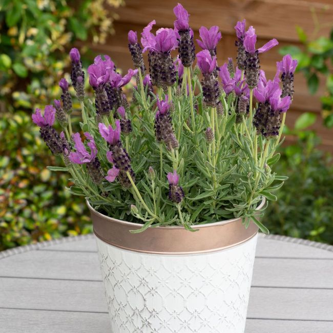 Lavender Butterfly Garden Early Summer | 1 Litre Garden Ready Plant