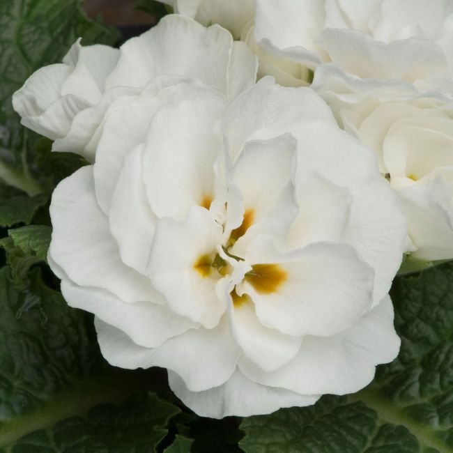 Primrose Early Pom Pom White | 5 x 6cm Garden Ready Biodegradable Potted Plants