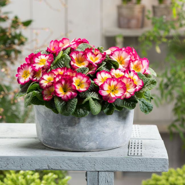 Primrose Scentsation Yellow Cream | 5 x 6cm Garden Ready Biodegradable Potted Plants
