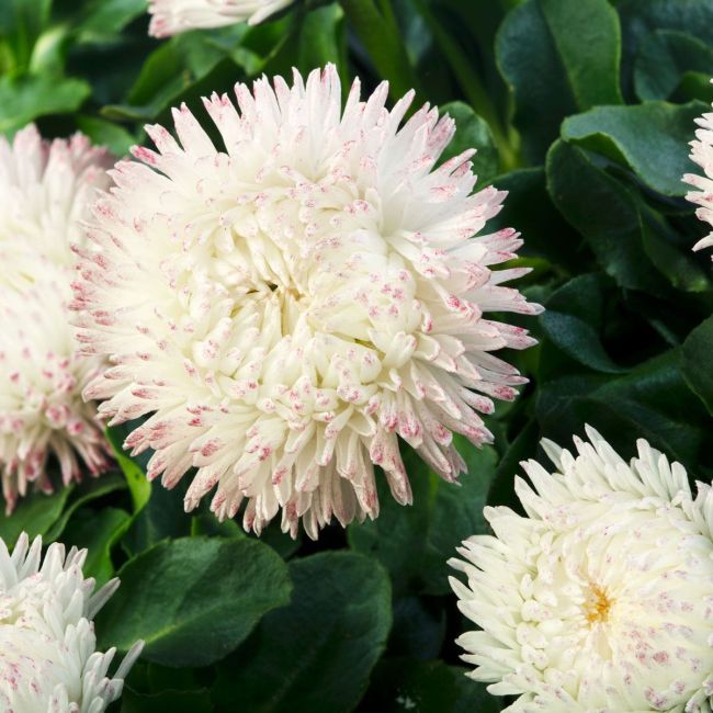 Bellis Bam Bam White Blush | 5 x 6cm Garden Ready Biodegradable Potted Plants