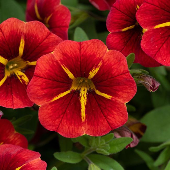 Calibrachoa Cabaret Special Red Kiss | 5 Large Plug Plants