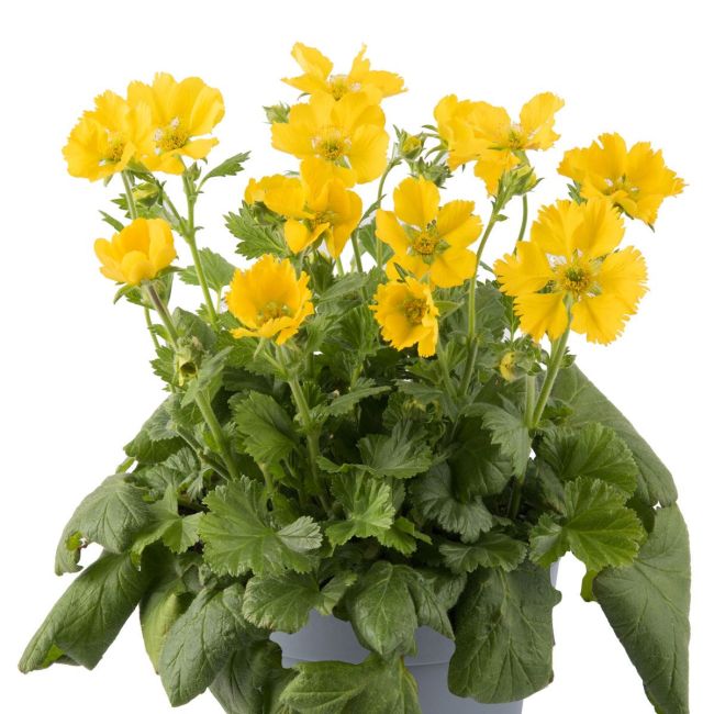 Geum Tosai Yellow | 3 x 6cm Garden Ready Biodegradable Potted Perennial Plants