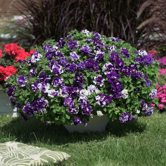 Petunia SweetSunshine Blue Sky | 3 x 6cm Garden Ready Biodegradable Potted Plants