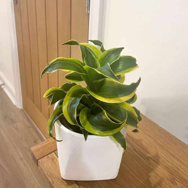 Dracaena Dragon Series Tornado | Houseplant 13cm Pot