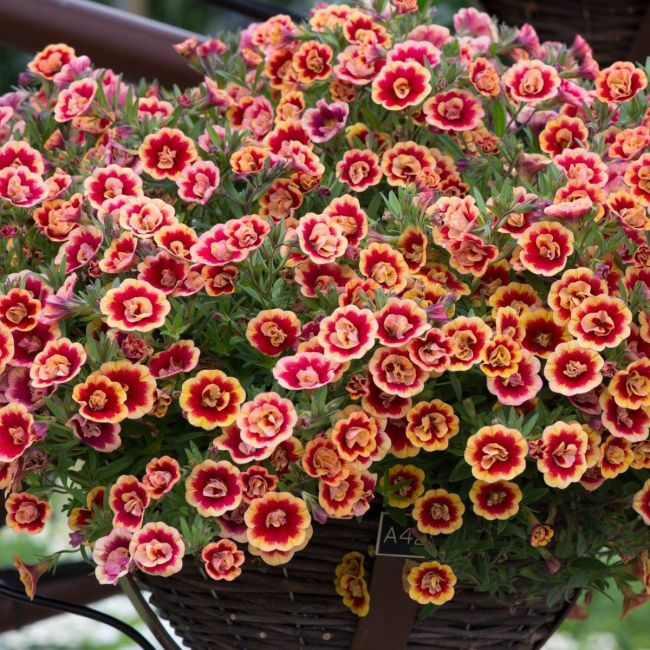 Calibrachoa Double Can Can OrangeTastic | 3 x 6cm Garden Ready Biodegradable Potted Plants